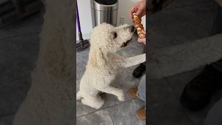 Labradoodle’s Favorite Treat Time 🐾🍖 [upl. by Zak]