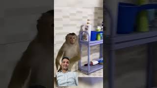 potty monkey funny comedy 🙉🙊 funnymonkey animals [upl. by Leggett]