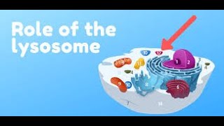 Lysosome  Suicide bag of Cell Structure and Function Lecture2Part9biologyBiological World🐛🍀 [upl. by Noiroc]