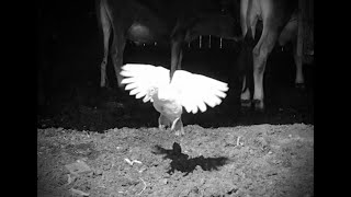 Ghost Muscovy Duck [upl. by Franklin]