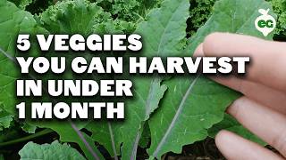 5 Fast Growing Veggies You Can Harvest in Under 1 Month [upl. by Lener]