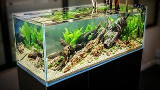 HOW TO AQUASCAPE a 125 gal Nature Aquarium [upl. by Johanan]