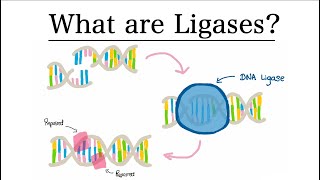 Ligase Enzymes  MCAT Biochemistry [upl. by Balbinder]