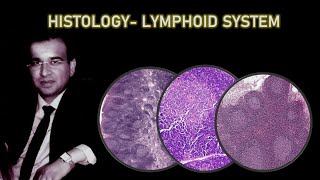 HISTOLOGY OF LYMPHOID SYSTEM Dr Ashwani Kumar [upl. by Siuoleoj]