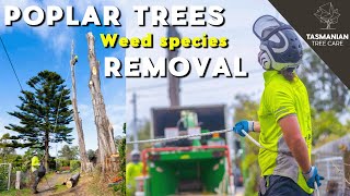 REMOVING POPLAR TREES  WEED SPECIES [upl. by Areivax]