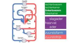 Bloedsomloop bij een mens in het kort [upl. by Fey]