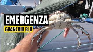 Invasione del granchio blu in Veneto quotFa paura è una specie che non finisce mai di riprodursiquot [upl. by Hemingway52]