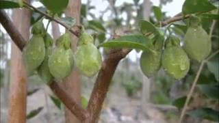 The Growing Process of Aquilaria Tree  沉香树的成长过程 [upl. by Ahsiek]