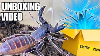 Meet My New Extraterrestrial Pet Unboxing a Whip Scorpion Phrynus whitei [upl. by Lam]