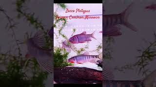 MMA Shorts  Zacco Platypus  Taiwan Common Minnows minnows platypus sprat aquariumfish fish [upl. by Heins]