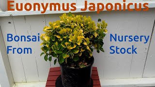 Euonymus Japonicus Bonsai from Nursery Stock [upl. by Hooge]