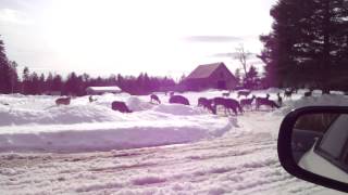 Feeding deer in Maine [upl. by Almira]