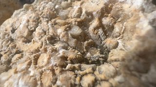 Coral and other nice fossils from southern Florida teamrockit thefinders florida [upl. by Nnateragram944]