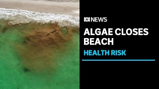 Water Corp shuts down sewage contamination fears as algal bloom closes Perth beach  ABC News [upl. by Pillow]