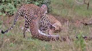 Python Constricts Leopard As It Fights Back [upl. by Kiki]