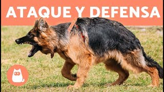 Adiestramiento canino en ataque y defensa [upl. by Oeniri580]