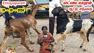 19  10  2024  எட்டையாபுரம் ஆட்டு சந்தை  சனிக்கிழமை  Ettayapuram Goat Market tamilvivasayi [upl. by Pitzer]