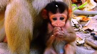 Million Tear Cute Monkey Summary Baby​ for a few Days  Nice Clip Baby Monkey  Monkey Willam [upl. by Argyres]