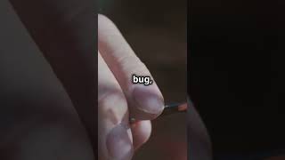 AyeAyes Creepy Finger Natures Weirdest Bug Hunter 🐾👀facts wildlifewonders funfacts [upl. by Carlye]