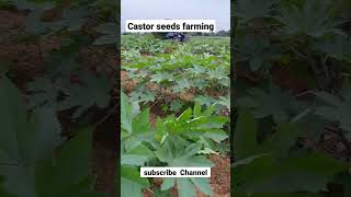 castor seeds farming of India 🇮🇳 [upl. by Adrahs951]