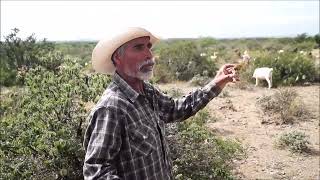 Julián un día en la vida de un chivero de la Sierra de San Carlos [upl. by Nroht]