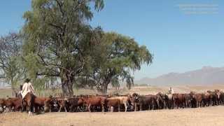 Partager la vie des gauchos dans une estancia de Salta NordOuest de lArgentine [upl. by Glassco784]