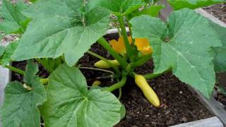 Yellow Crookneck Squash Early growth [upl. by Leddy]