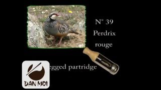 Birdcall RedLegged Partridge  Vogelstimme Rothuhn [upl. by Ecirual420]