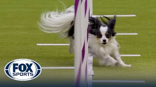 Best of 2024 Masters Agility Championships from Westminster Kennel Club  FOX Sports [upl. by Mazurek]