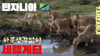 아무생각없이 세렝게티  탄자니아 2 🇹🇿  Tanzania Serengeti [upl. by Airekahs526]