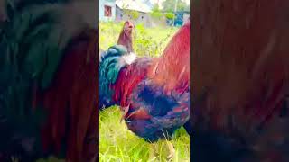 Barnevelder Dutch breed Chicken 🤎🔥 petlover birdsandpetplaza tijaraexpo chicken [upl. by Albur]