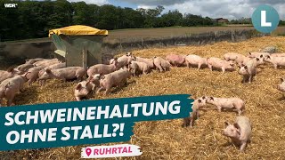 SchweineMassentierhaltung unter freiem Himmel  wie geht das  WDR Lokalzeit LandSchafft [upl. by Otiragram604]