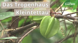 Tropenhaus Kleintettau Exotische Früchte mitten in Deutschland  MDR [upl. by Ycniuqal]