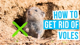 How to GET RID OF VOLES in lawn or garden [upl. by Euh]