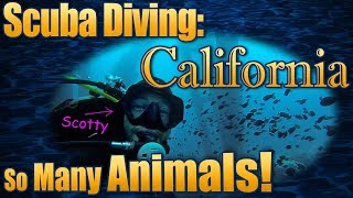 Scuba Diving in California  So Many Animals [upl. by Bobker]