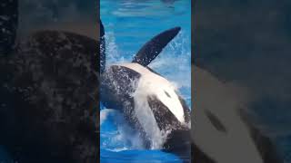 Killer Whale RIPPED Dawn Brancheau DURING LIVE SHOW [upl. by Atsahs]