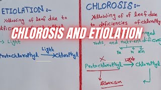 Etiolation and chlorosis  difference between chlorosis and etiolation [upl. by Enalahs]