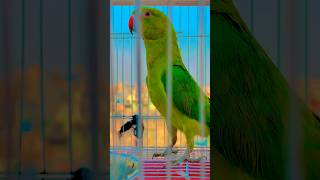 parrot birds macaw amazingfacts animals talkingparot cutebird porrot cuteparrot shortsfeed [upl. by Pubilis656]