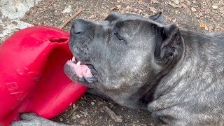 The STRENGTH of a CANE CORSO BITE Force [upl. by Vitkun]