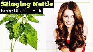 Stinging Nettle Benefits for Hair [upl. by Drannek]