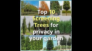 Our Top Trees for Privacy Screening gardening gardenservices trees treeshorts [upl. by Zere]