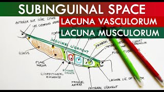 The Subinguinal Space  Lacuna Vasorum amp Lacuna Musculorum  Anatomy Tutorial [upl. by Arukas107]