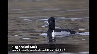 Ring  necked Duck 4K [upl. by Anawk25]