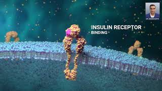 Glucose and Cells Glucose Transporter How Insulin Gets Glucose Into a Cell [upl. by Pearce401]