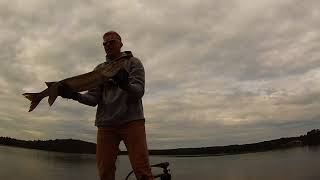 Hayward Lakes Fishing Wisconsin Wolfpack Musky With a Swimmin Dawg [upl. by Zilla]