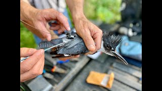 Uncovering the Mysterious Belted Kingfisher [upl. by Wolfort433]