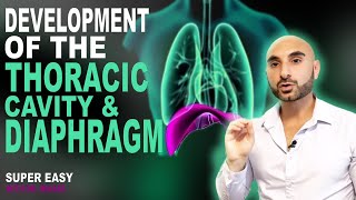 Embryology of the Diaphragm and Thoracic Cavity Easy to Understand [upl. by Cecile]