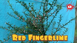 Red native Australian finger lime micro citrus australasica [upl. by Bard]