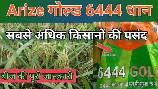 Arize gold 6444 paddy।arize गोल्ड 6444 धान की hybrid vearity [upl. by Aracat61]