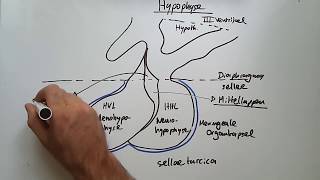 Endokrine Organe Hypothalamus Hypophyse Schilddrüse amp Co [upl. by Nedarb]